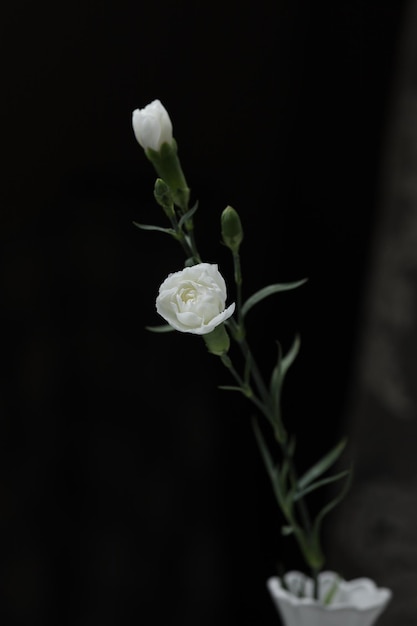 Dos pequeñas rosas blancas sobre un fondo negro