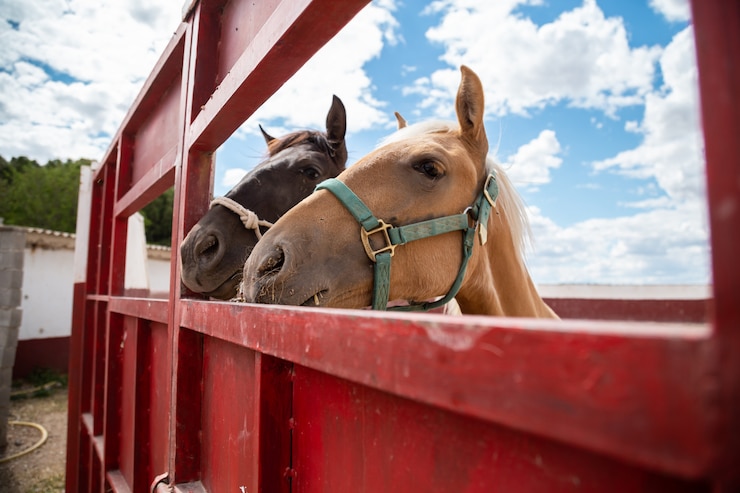 Foto dos pequeños caballos asomando la cabeza por una cerca en la granja