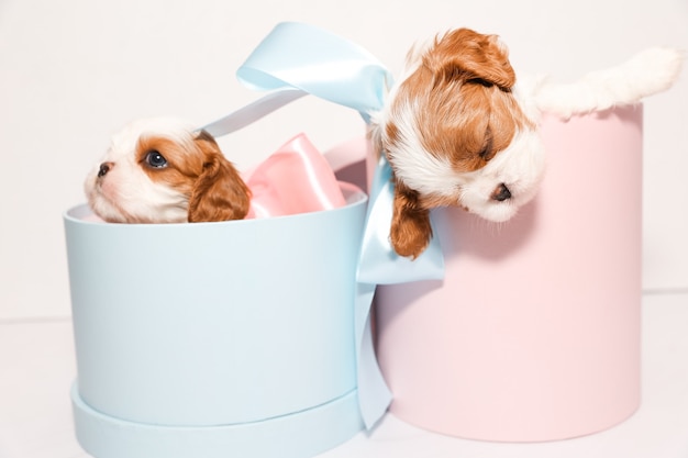 Dos pequeños cachorros con arcos en cuadros de color rosa y azul sobre un fondo blanco.