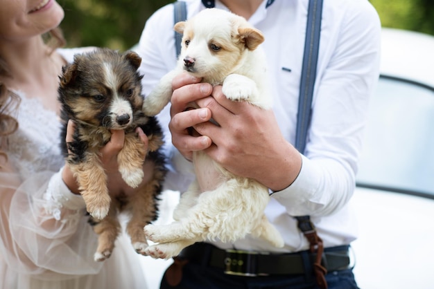 Dos pequeños cachorros en manos. Foto horizontal de primer plano.