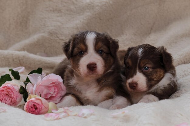 Dos pequeños cachorros de pastor australiano tricolor rojo sobre una manta suave y esponjosa blanca junto a rosas rosadas