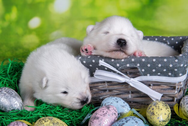 Dos pequeños cachorros samoyedos blancos en la canasta con huevos de Pascua