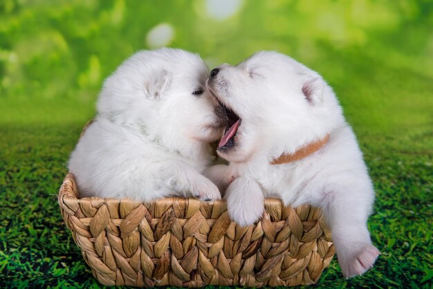 Dos pequeños cachorros samoyedos blancos dos semanas de edad en canasta de Pascua