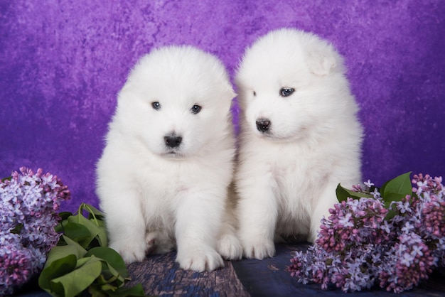 Dos pequeños cachorros samoyedos blancos y esponjosos están sentados en un fondo morado con flores lilas