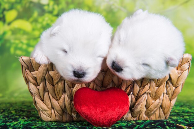 Dos pequeños cachorros samoyedos blancos sobre fondo de hierba verde