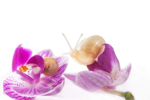 Dos pequeños caracoles en la flor de la orquídea mirando alrededor Aislado en blanco