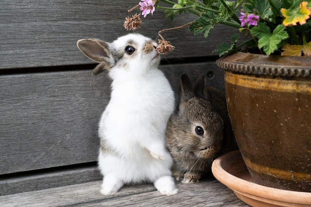 Foto dos pequeños conejos marrones y blancos en una terraza de madera cría de mascotas concepto de pascua