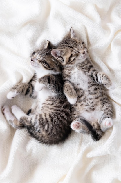 Dos pequeños gatitos domésticos rayados durmiendo en casa acostados en la cama manta blanca pose divertida lindas mascotas adorables gatos