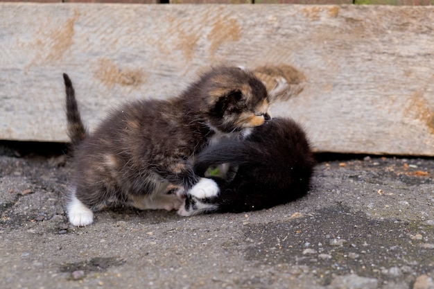 Dos pequeños gatitos sin hogar.