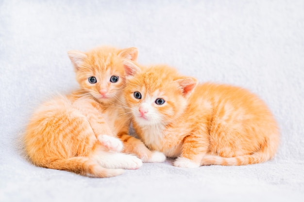 Dos pequeños gatitos de jengibre están jugando en una manta mullida suave blanca