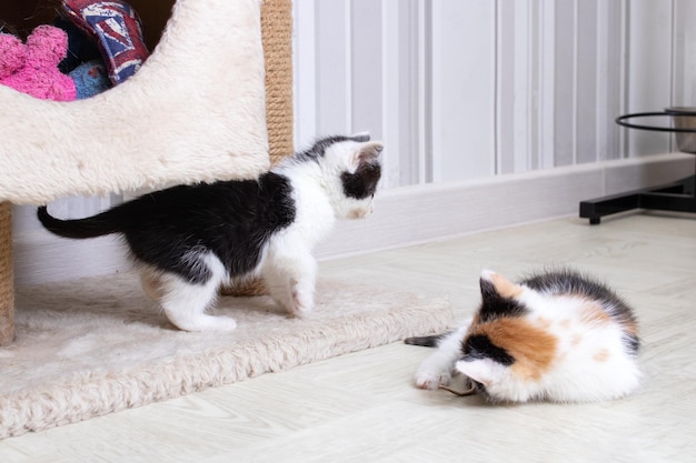 Dos pequeños gatitos jugando en la alfombra