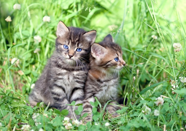 Dos pequeños gatitos sentados en la hierba