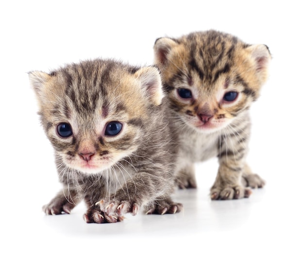 Dos pequeños gatitos sobre un fondo blanco.