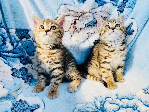 dos pequeños gatos