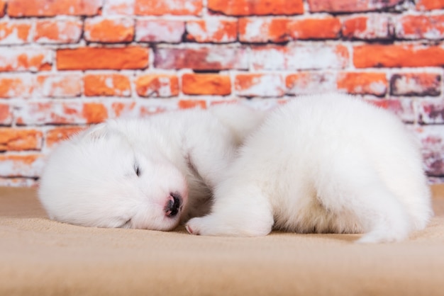 Dos pequeños perros cachorros Samoyedo blanco lindo de dos semanas de edad.