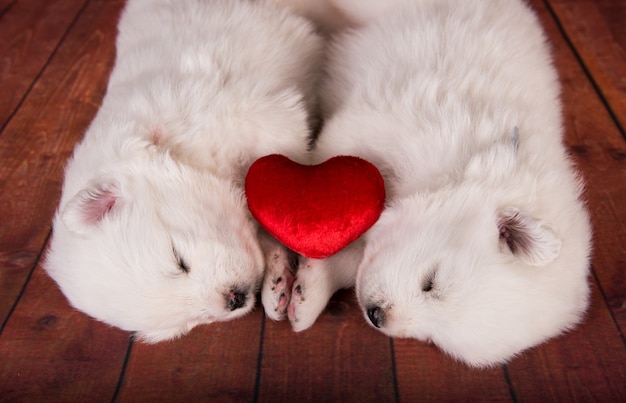 Dos pequeños perros cachorros samoyedo blanco de un mes con corazón rojo en el medio sobre fondo de madera