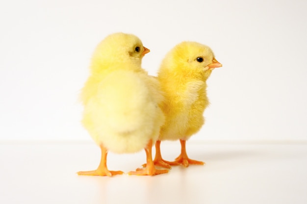 Dos pequeños pollitos amarillos recién nacidos pequeños lindos en blanco