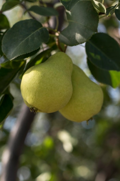 Dos peras cuelgan de la rama de un árbol Enfoque selectivo en una pera contra el telón de fondo de un hermoso bokeh