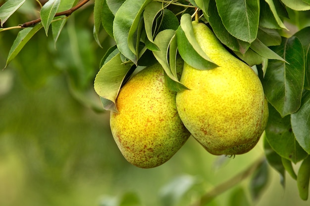 Dos peras jugosas amarillas maduras en un árbol.