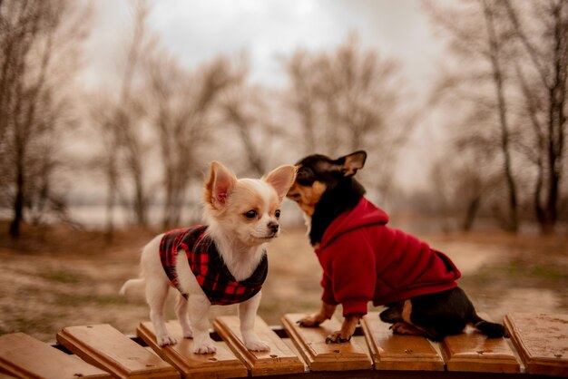 Dos perritos chihuahua en un banco