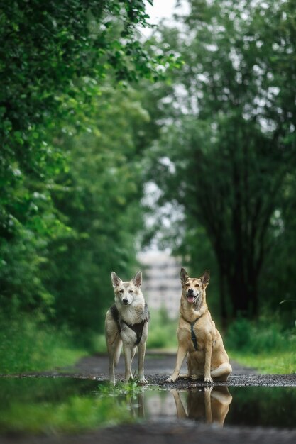 Dos perros afuera