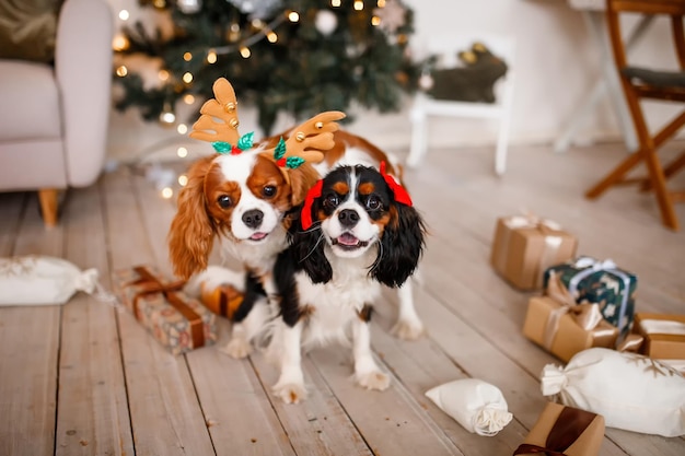 Dos perros de aguas rodeados de decoraciones y regalos de Año Nuevo juegan y disfrutan de Navidad y Año Nuevo