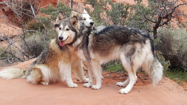 Foto dos perros al aire libre