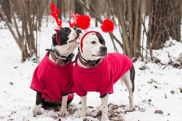 Dos perros American Staffordshire Terrier posando en la nieve del invierno