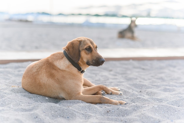 Dos perros amigables se relajan en la playa tropical de arena cerca del mar azul.