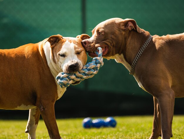 Foto dos perros amstaff terrier jugando a la guerra afuera joven y viejo perro divertido en el patio trasero