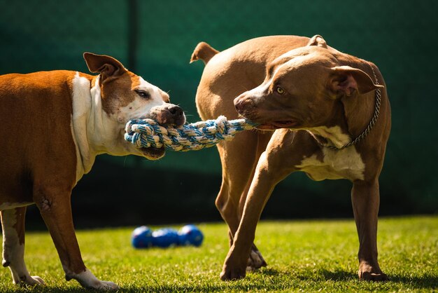 Foto dos perros amstaff terrier jugando a la guerra afuera joven y viejo perro divertido en el patio trasero