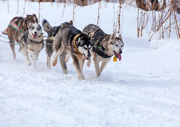 Dos perros en el arnés tirando de un trineo concursos en invierno