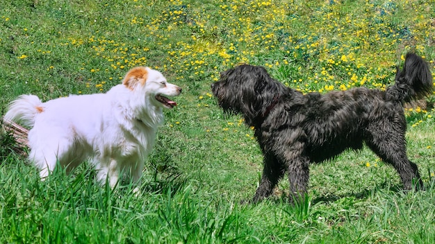 Dos perros uno blanco y otro negro juegan juntos