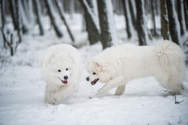 Dos perros blancos samoyedo esponjosos hermosos está jugando en el bosque de invierno