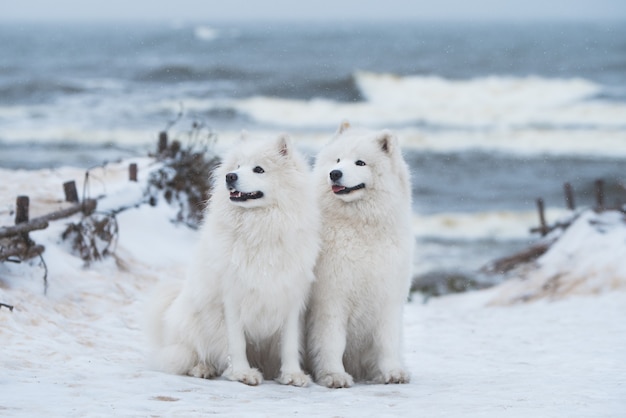 Dos perros blancos Samoyedo están en la playa del mar de nieve en Letonia