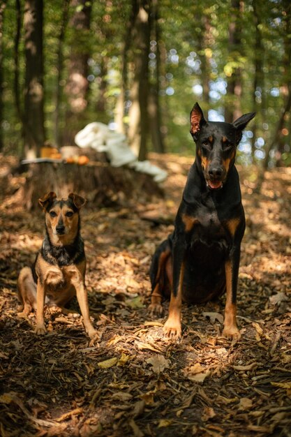 Dos perros en el bosque y la atmósfera de otoño