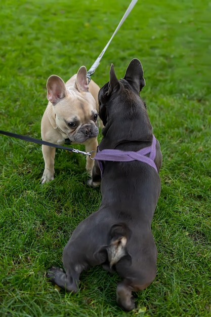 Dos perros bulldog negro y blanco se encontraron y se olieron en el parque