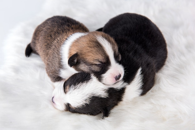 Dos perros cachorros Pembroke Welsh Corgi en blanco