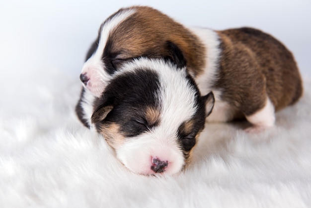 Dos perros cachorros Pembroke Welsh Corgi pembroke aislado en blanco paisaje