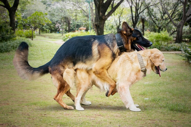 Dos perros callejeros de diferentes especies se aparean