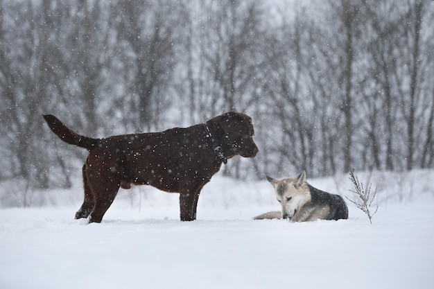 Dos perros caminando corriendo y jugando en la nieve en invierno