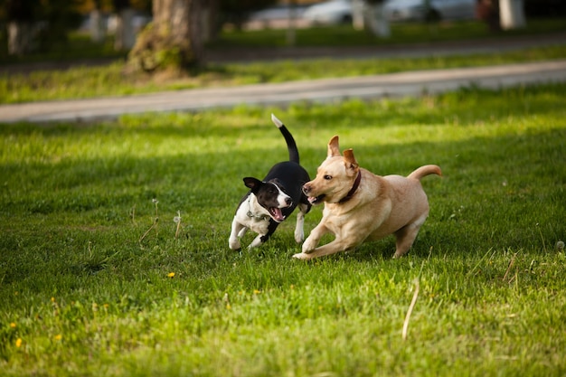 Dos perros caminando sobre la hierba verde en el parque