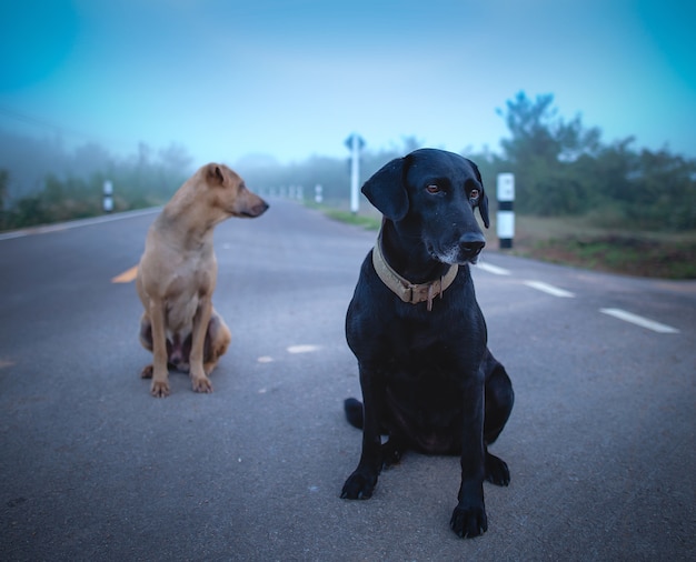 Dos perros en el camino