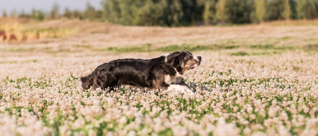 Dos perros en un campo de flores.