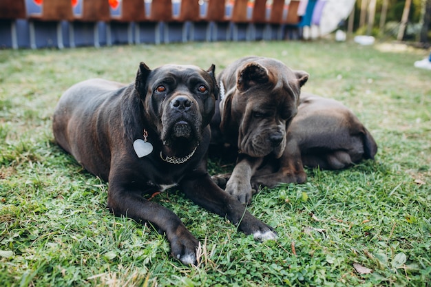 Dos perros cane-corso