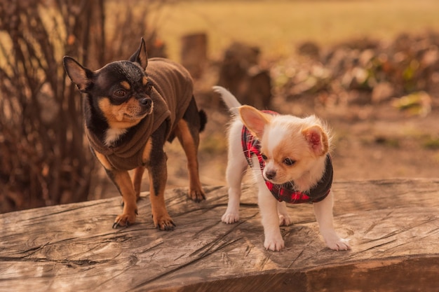 Dos perros chihuahua en un banco de madera. Perros vestidos. Mascotas para pasear en un día soleado. chihuahua, mascota