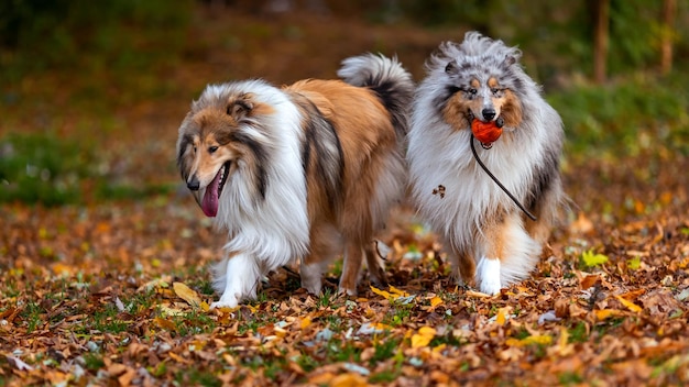 Dos perros collie están jugando con una pelota en el parque de otoño.