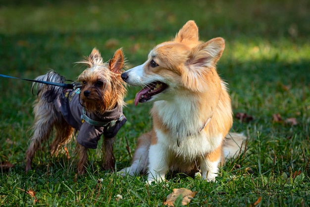 Dos perros Corgi y un Yorkshire Terrier juegan en un campo verde...