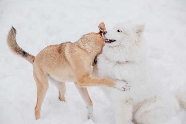 Dos perros divertidos que juegan en la nieve en un bosque. Perros juguetones