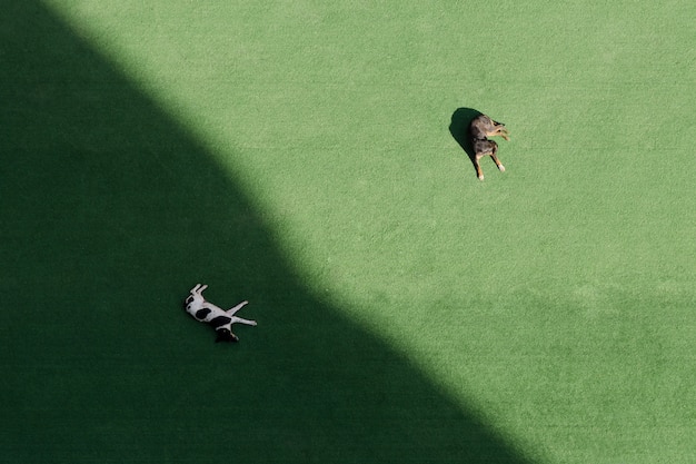 Dos perros duermen en un césped verde, uno a la sombra y otro al sol. Vista superior, vista aérea